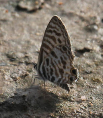 Leptotes pirithous