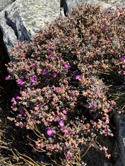 Erepsia esterhuyseniae