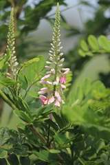 Indigofera jucunda
