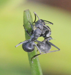 Polyrhachis schistacea