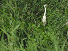 Ardea intermedia