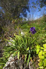 Iris setina