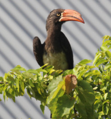 Lophoceros alboterminatus