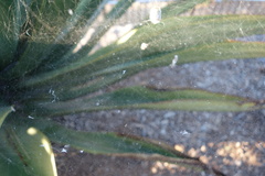 Cyrtophora citricola