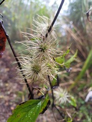 Clematis lasiandra