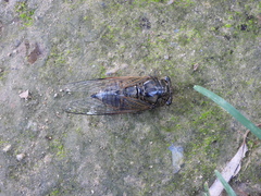 Cryptotympana atrata