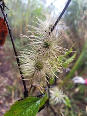 Clematis lasiandra