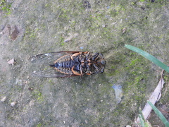 Cryptotympana atrata