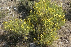 Santolina ericoides