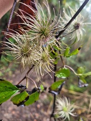 Clematis lasiandra