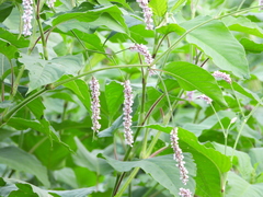 Persicaria orientalis