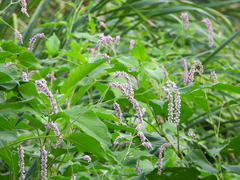Persicaria orientalis