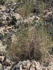 Bouteloua barbata