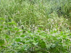 Persicaria orientalis