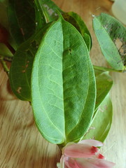 Cavendishia tarapotana