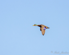 Anas rubripes × platyrhynchos