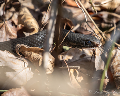 Coluber constrictor constrictor