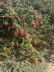 Heteromeles arbutifolia