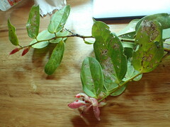 Cavendishia tarapotana