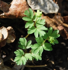 Adoxa moschatellina