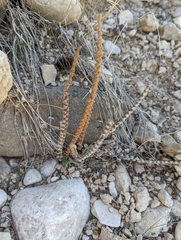 Astrolepis integerrima