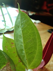 Cavendishia tarapotana