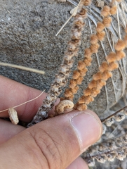 Astrolepis integerrima