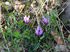 Cyclamen persicum