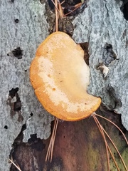 Phyllotopsis nidulans