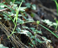 Adoxa moschatellina