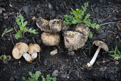 Coprinellus bipellis
