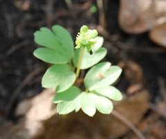 Adoxa moschatellina