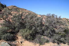 Diospyros ramulosa