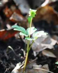 Adoxa moschatellina