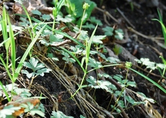 Adoxa moschatellina