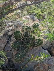 Echinocereus enneacanthus enneacanthus