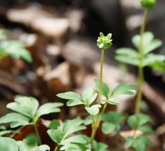Adoxa moschatellina