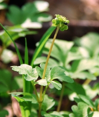 Adoxa moschatellina