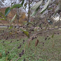 Alnus × spaethii