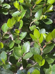 Nothofagus betuloides