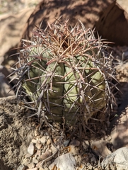 Echinocactus horizonthalonius