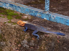 Agama agama
