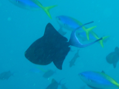 Odonus niger