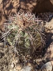 Echinocactus horizonthalonius