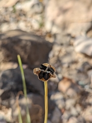 Zephyranthes chlorosolen