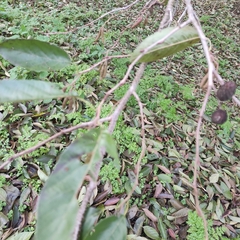 Alnus × spaethii