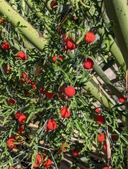 Ibervillea tenuisecta