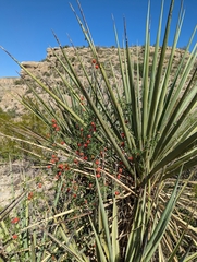 Ibervillea tenuisecta