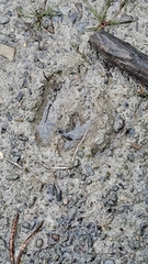 Capreolus capreolus