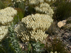 Syncarpha milleflora